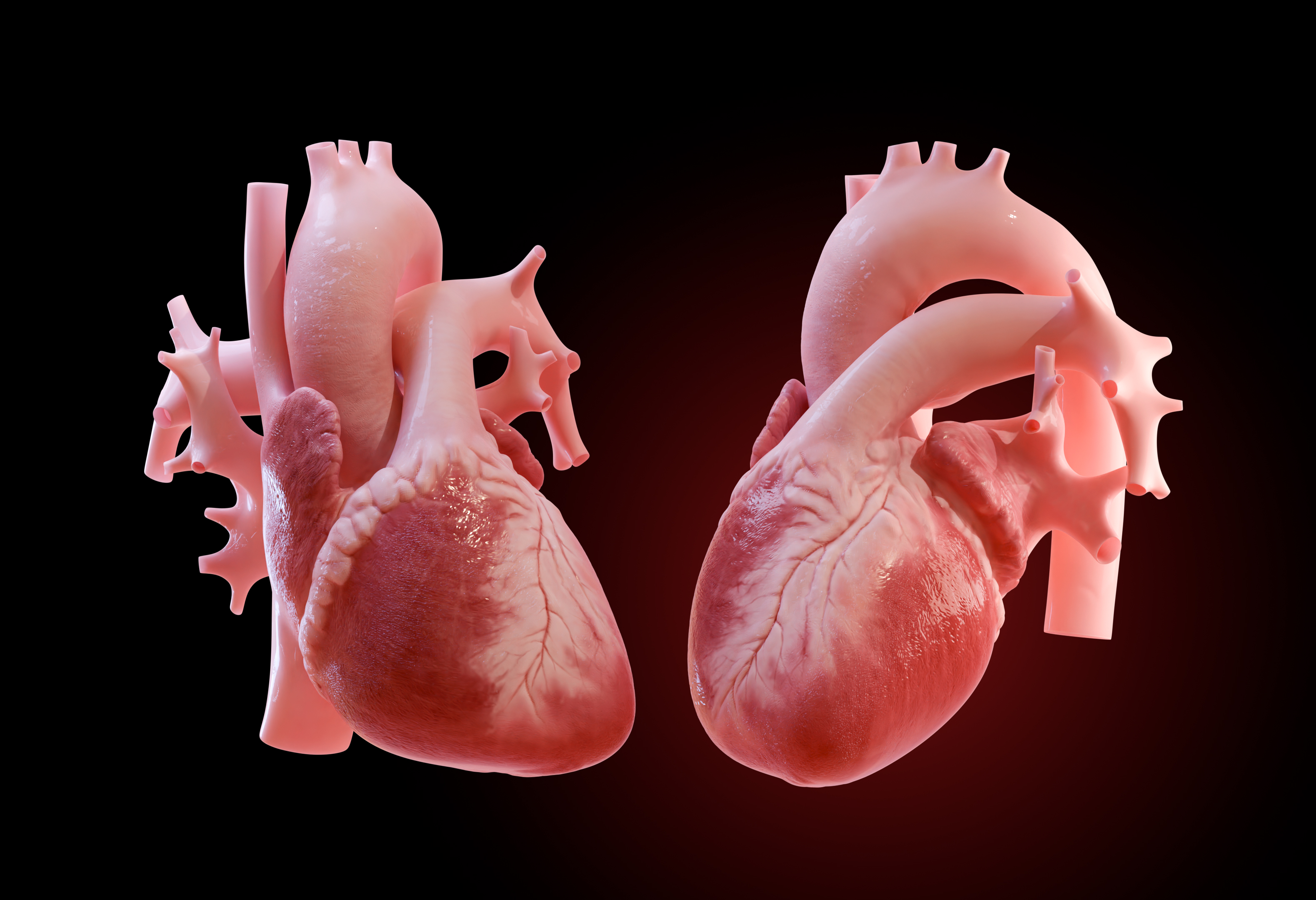 Anatomy of the heart