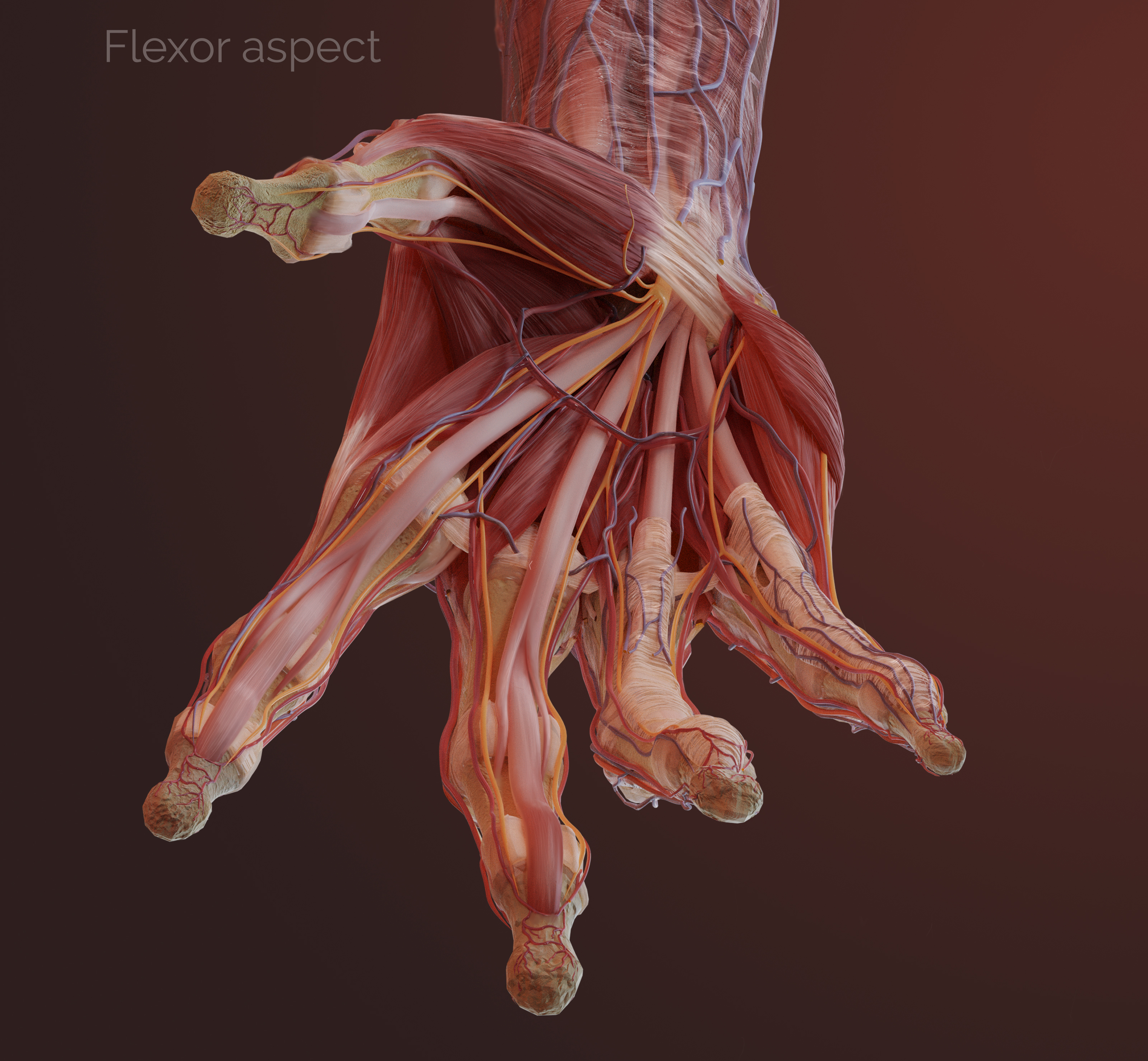 Superficial dissection of the hand